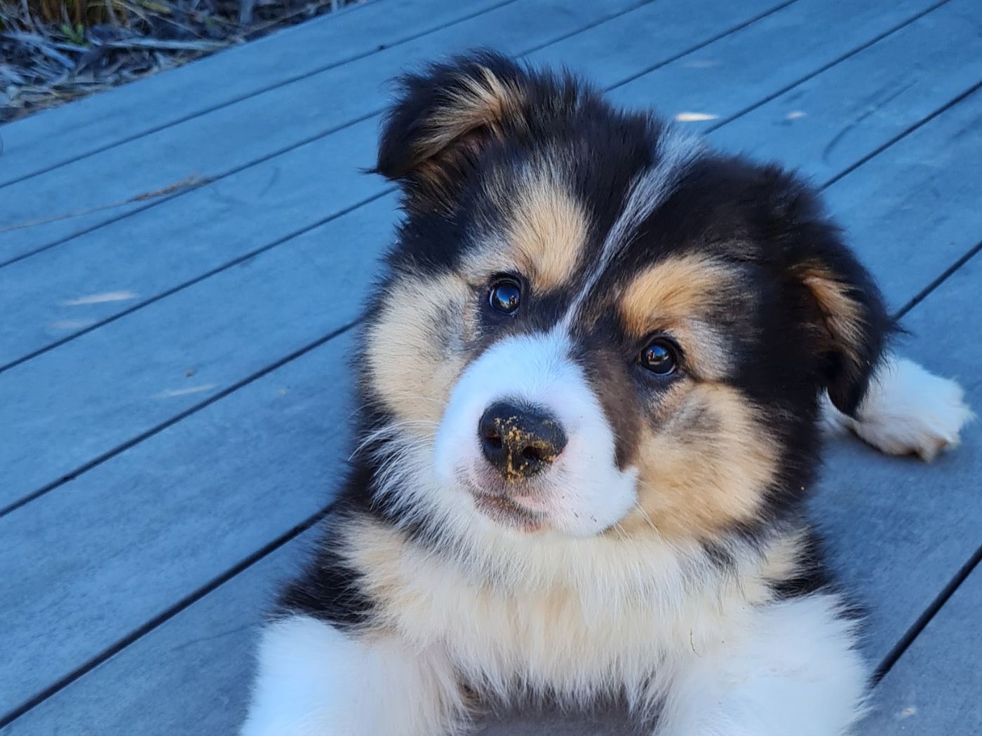 Shih Tzu Puppies: Grooming and Care Tips